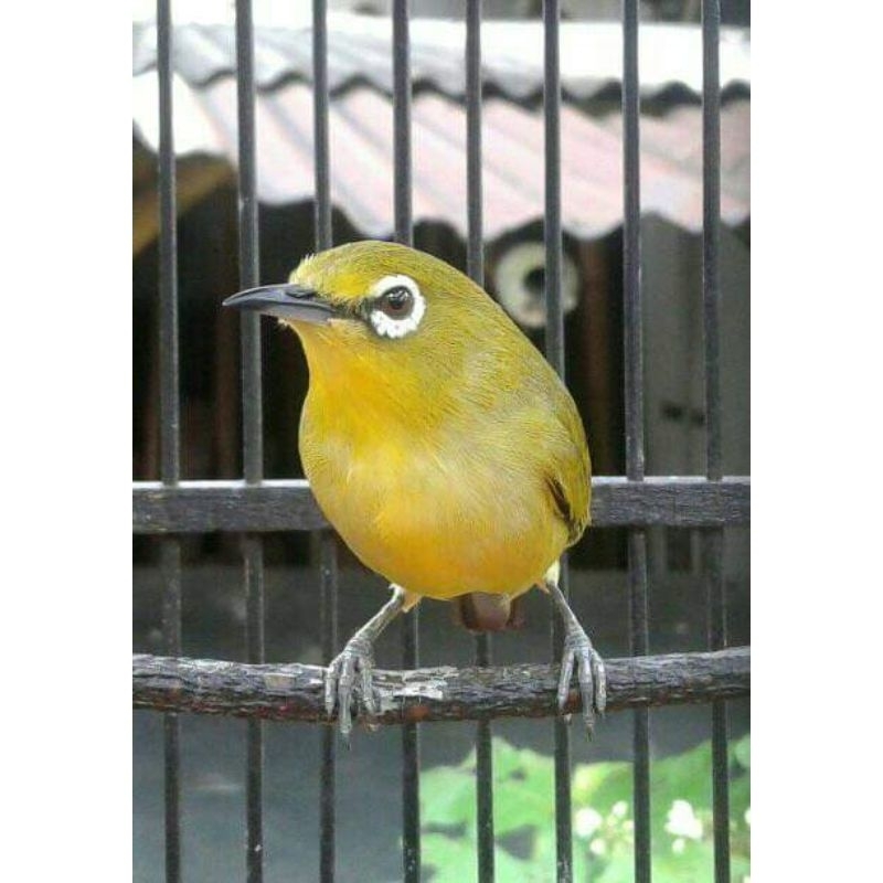 Pleci Gacor Jantan Rawatan