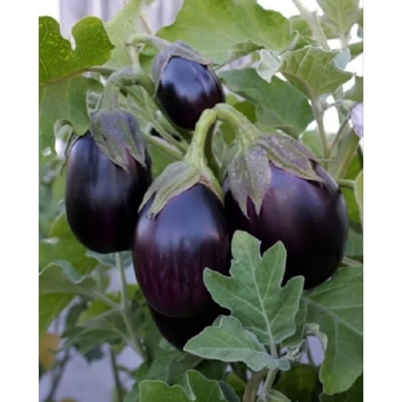 25 Benih Terong Ungu Pondoh