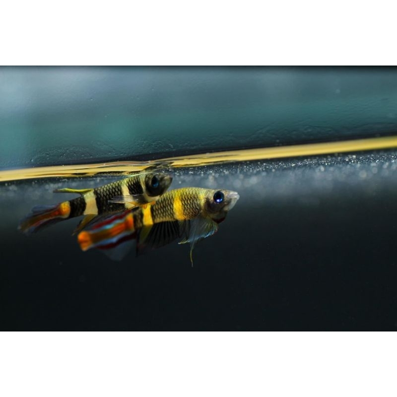 hiasan aquarium rocket killifish - aquarium
