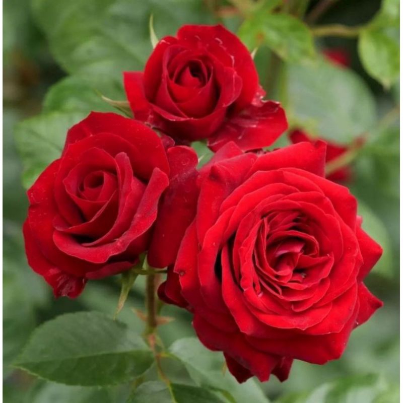 Mawar merah holland red rose