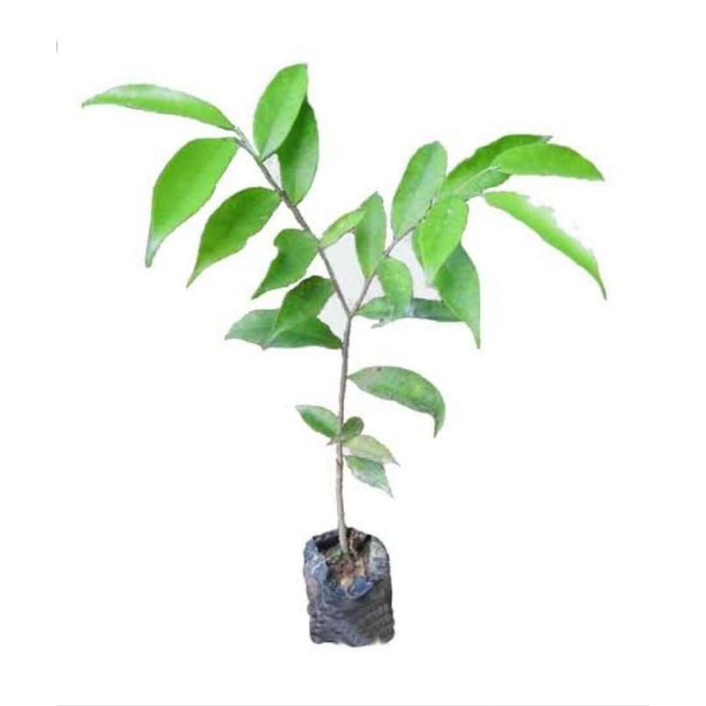 Bibit / Pohon Kayu GAHARU Aslil Super Unggulan