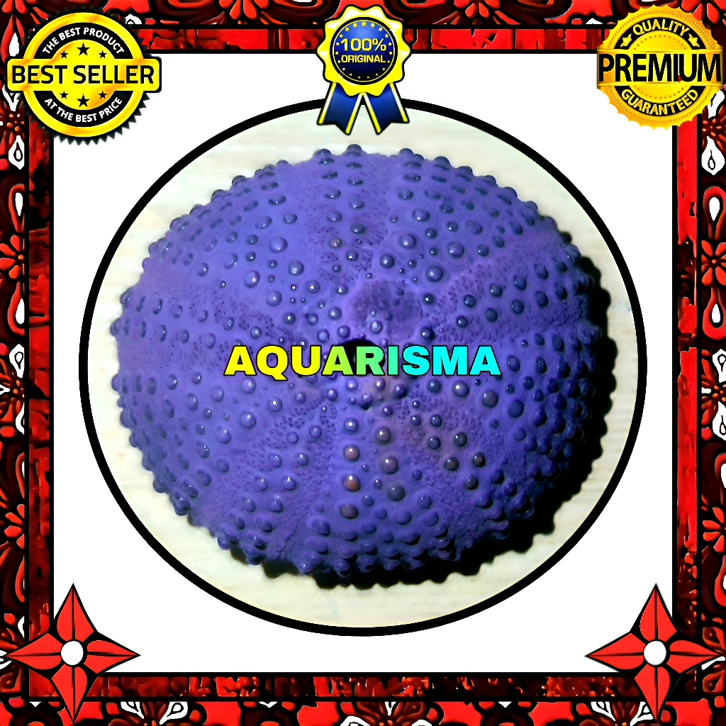 HIASAN DAN KOLEKSI - CANGKANG BULU BABI PURPLE COLOBOCENTROTUS SEA URCHINS GRADE A+