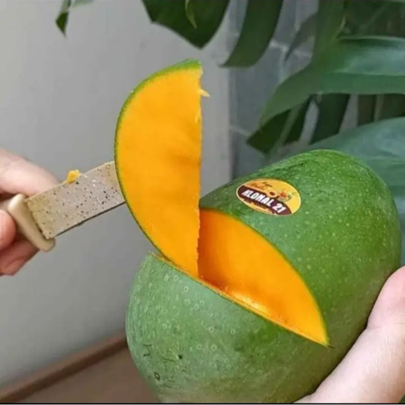 

Mangga Apukat