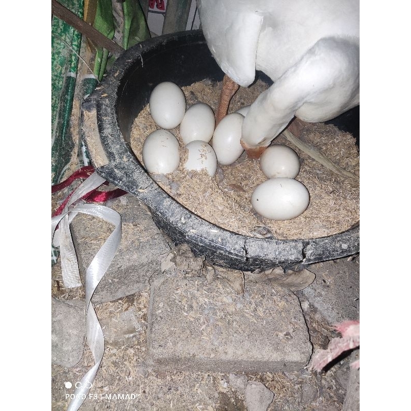 

telur angsa