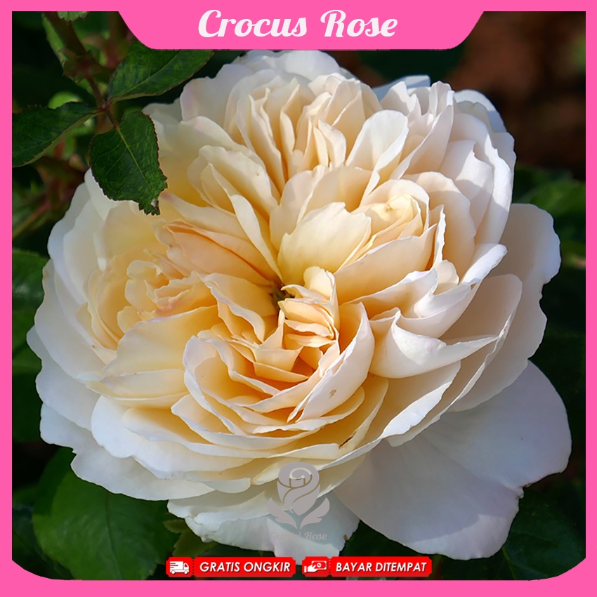 Mawar Import Crocus - David Austin Rose