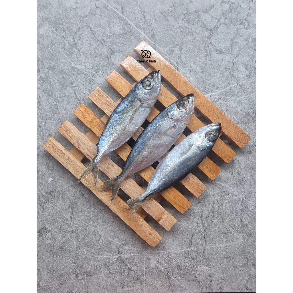 

ChangFish Ikan Beku Mata Besar Fresh Langsung di Bekuin dari Kapal