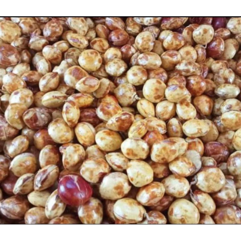 

jengkol tua super asli pati