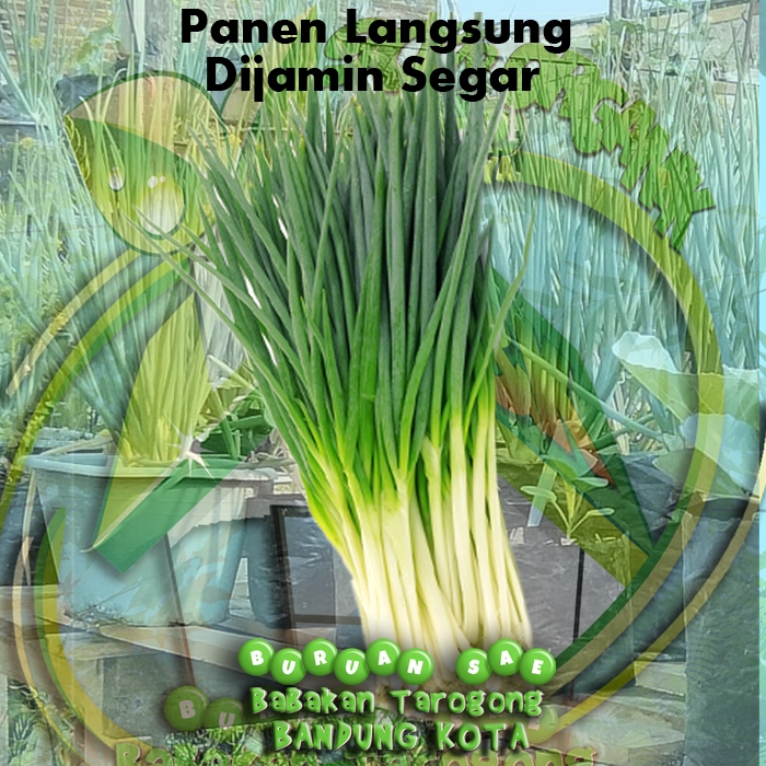 

Daun Bawang Segar 500 gram