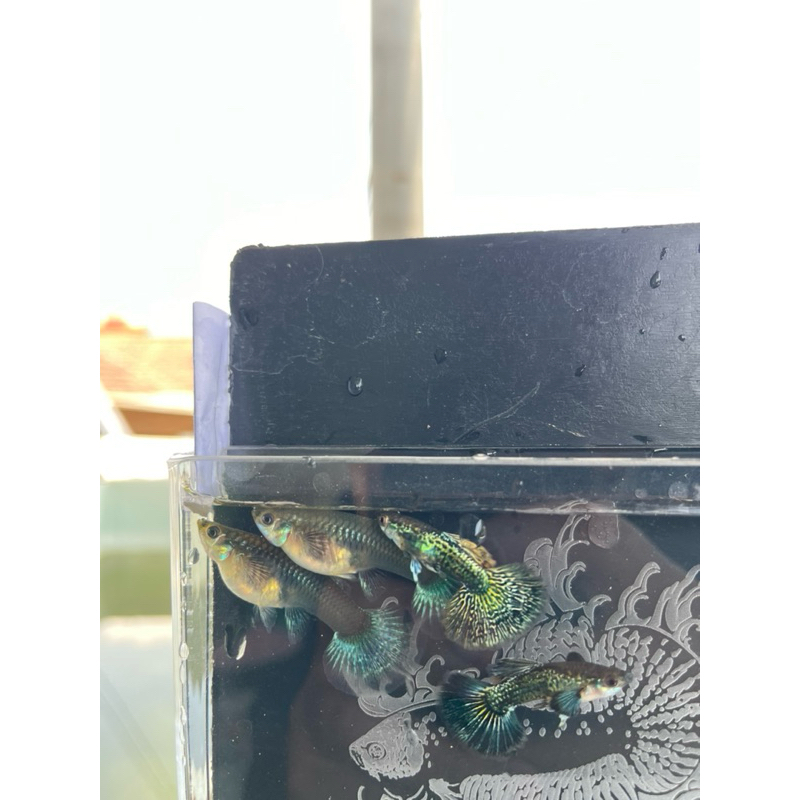 (obat ikan) guppy green dragon halfmoon big ear VVIP