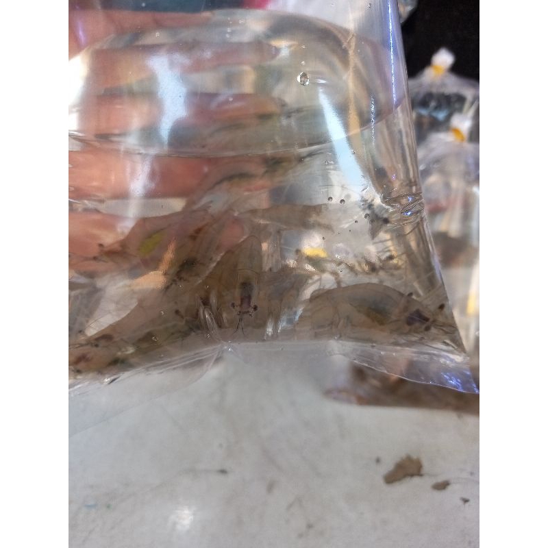 udang hidup / fresh - pakan ikan predator