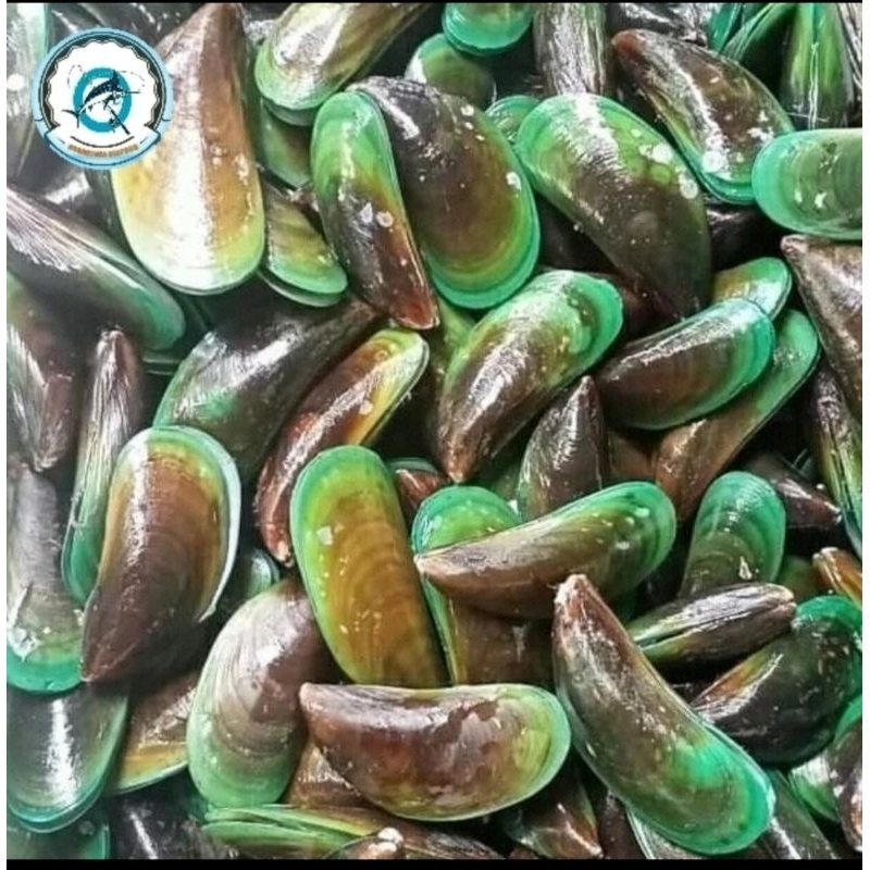 

kerang hijau