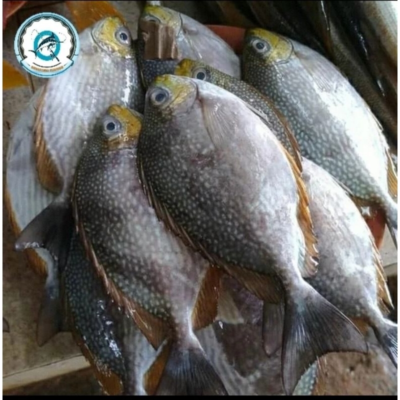 

Ikan baronang tulis