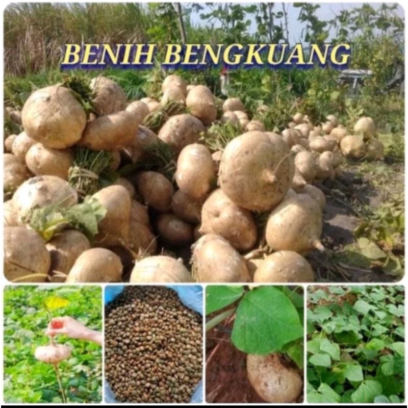 50BENIH BENGKOANG Besar
