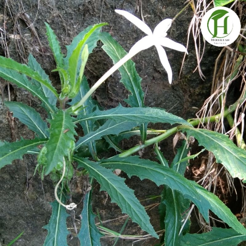 

Daun Kilotod segar 1 kg plus akar