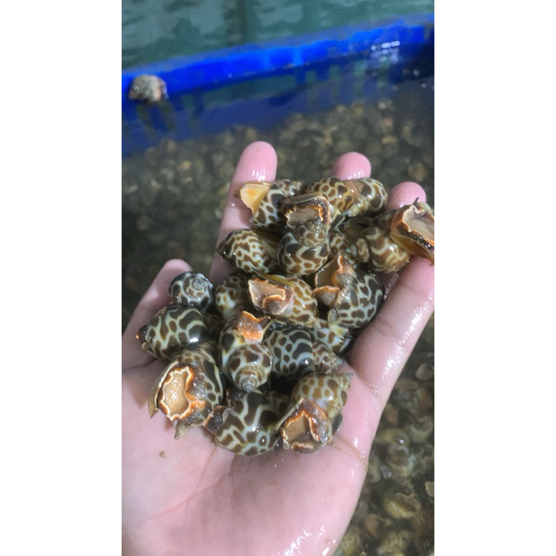 

Keong Macan Hidup (Live Tiger Snails)