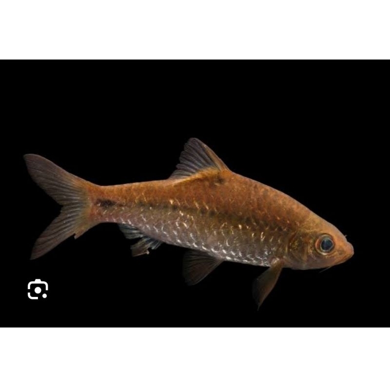wader  hiasan aquaskep
