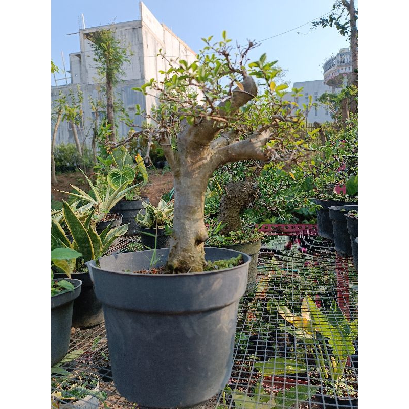 Bahan Bonsai Legistrum Hijau Batang Besar