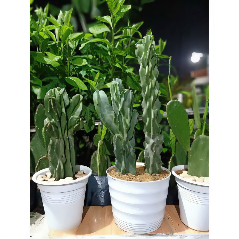 (bisa cod) pohon kaktus lilin ukuran besar siap tanam tinggi 40cm - tanaman hias