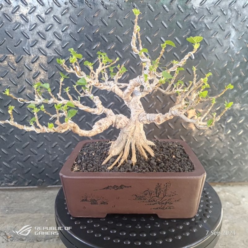 bonsai waru / tanaman bonsai waru siap kontes