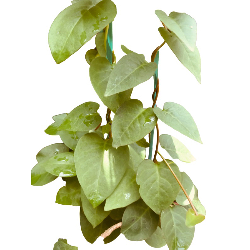 

Daun Binahong hijau segar daun herbal alami