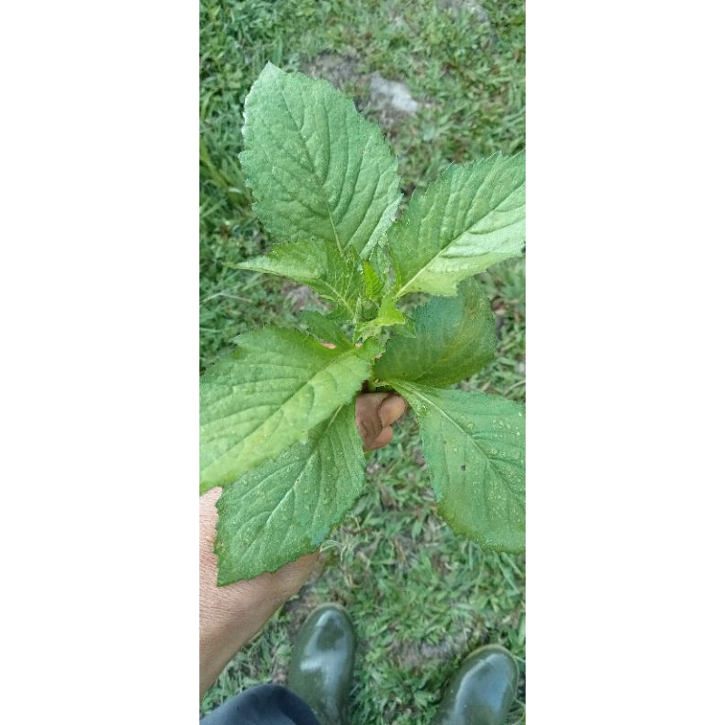 

daun sintrong (jamrong)/500gram