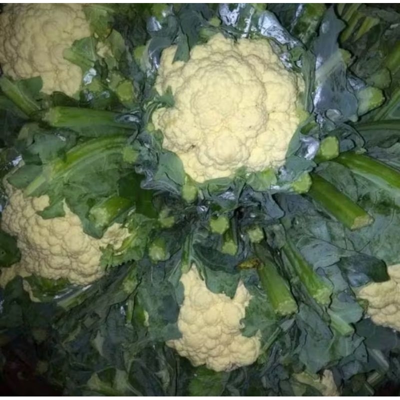 

KEMBANG KOL 500gr