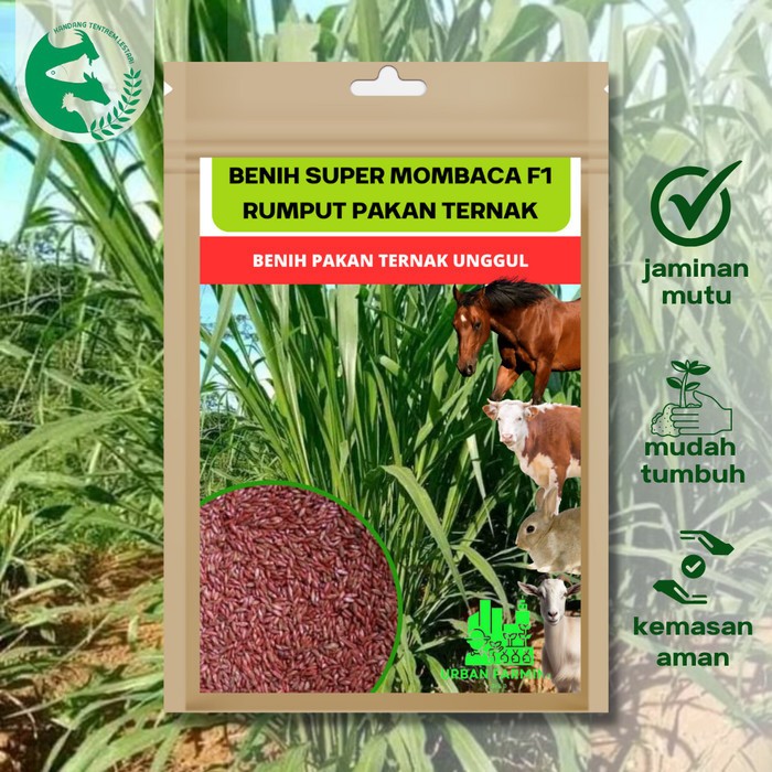 Benih Rumput Germiterra Brazil Kemasan 1Kg Biji Rumput Pakan Ternak Sapi Kambing Mombasa Ghine - Bib