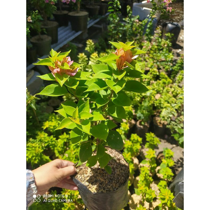 Bibit Bougenville Singapore Peach