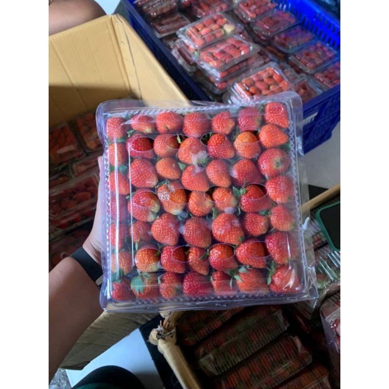 

STRAWBERRY FRESH 1KG