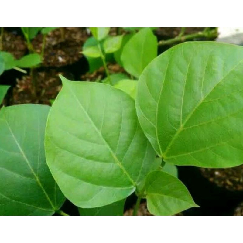

Daun antap segar per 5 tangkai