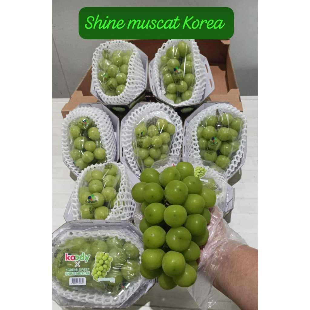 

Anggur Koody Shine Muscat - Kyoho - Red Claret Korea 1 Dus (9 Pack) Fresh Import