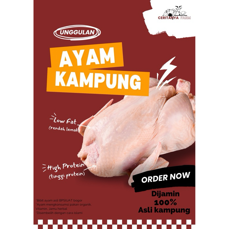 ayam kampung - ayam kampung segar