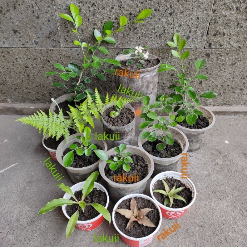 mini tabulampot