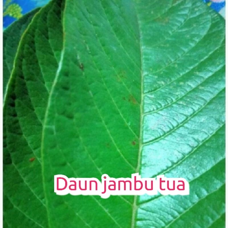 

Daun Jambu Tua 1 lembar
