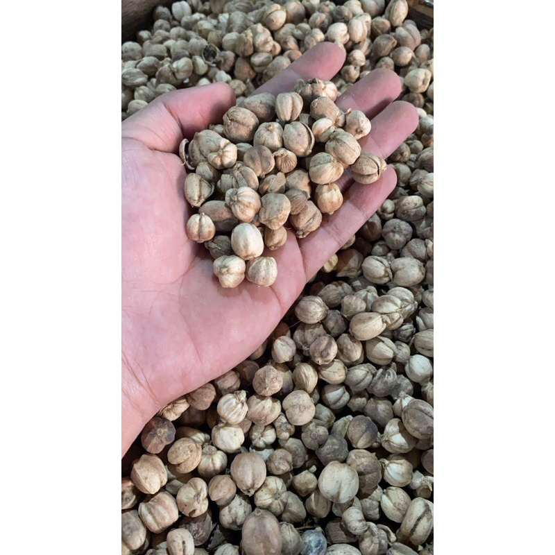 

Kapulaga Jawa / Kapulaga Jamu Kemasan 1kg