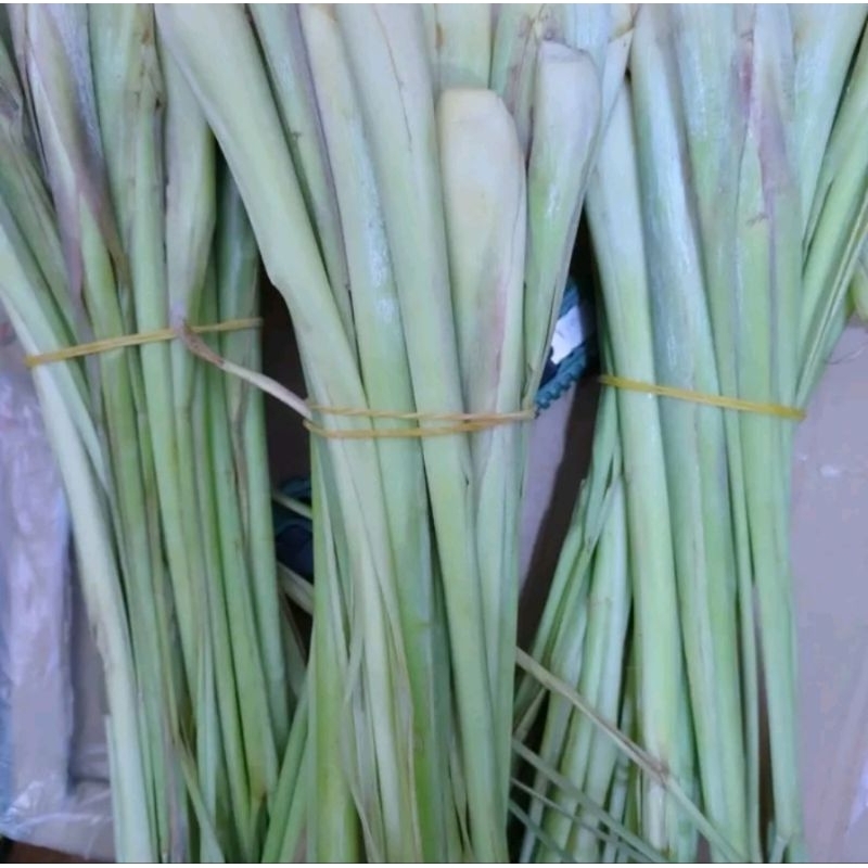 

Serai Segar / sereh Segar 500gr
