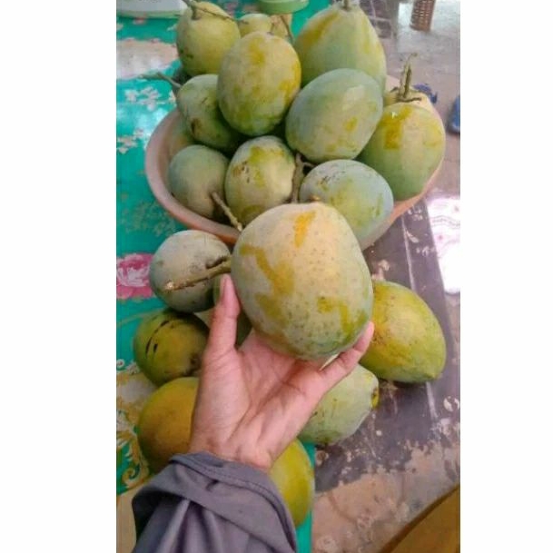 

Mangga Dermayu + full tua (1kg)