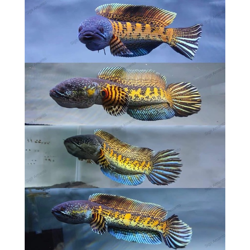 Auranti single tank bahan top berkualitas