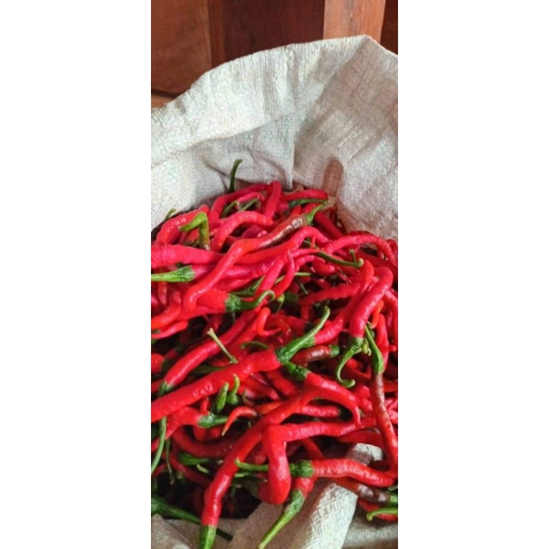 

CABE MERAH KRITING / CABE MERAH BESAR