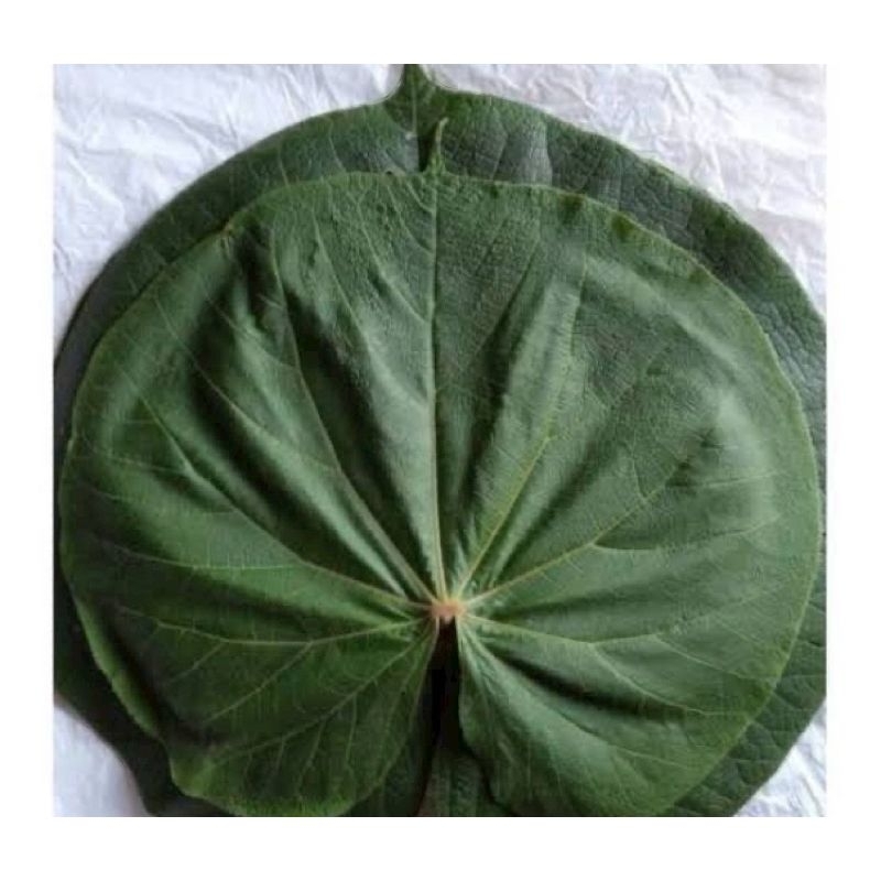

Daun Waru Segar Per Lembar – Herbal Alami untuk Luka, Rambut Rontok, Batuk & Radang