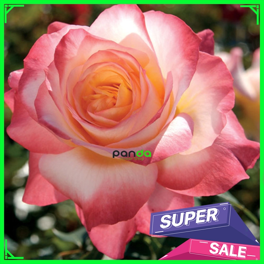 Tanaman Mawar Import - Summer Of Love