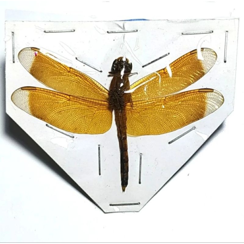 Aksesoris capung Neurothemis terminata