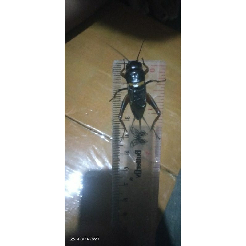 jangkrik aduan super