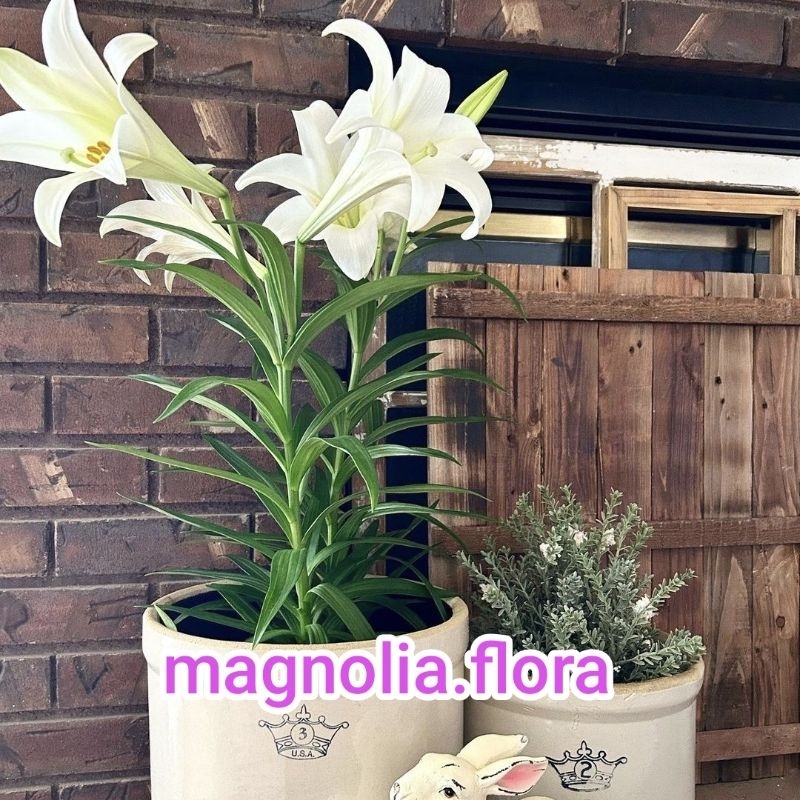 Easter lily / casablanca putih / bibit tanaman hias bunga