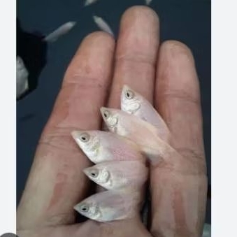 

stiker gurame padang 4 - 5 cm