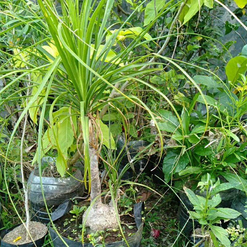 Tanaman Palem Nolina tinggi 1m