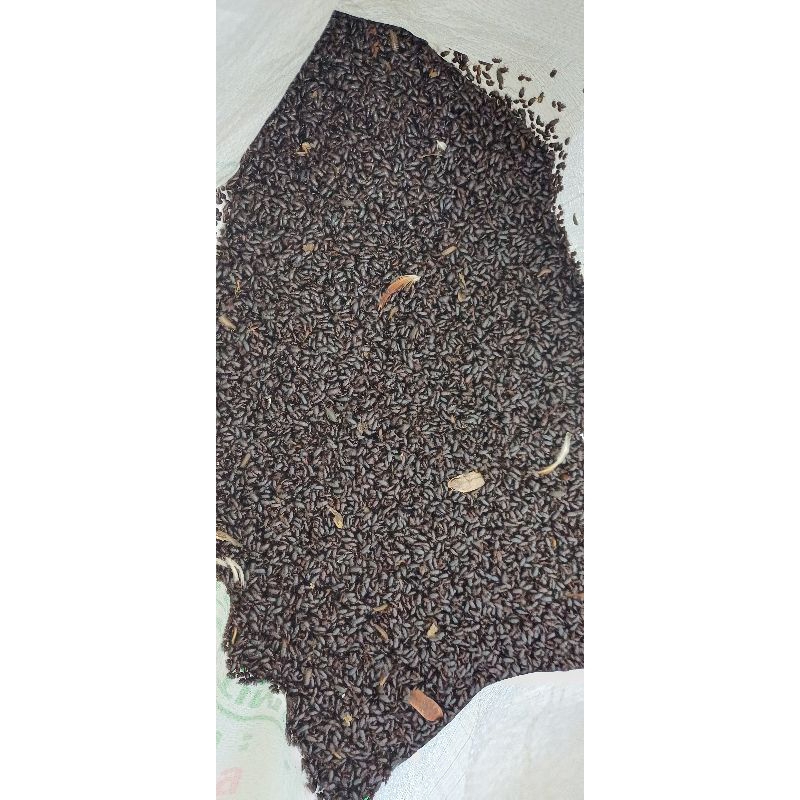 kepik ulat kandang siap telur 500 gram / 5 gelas  packing kayu lebih aman