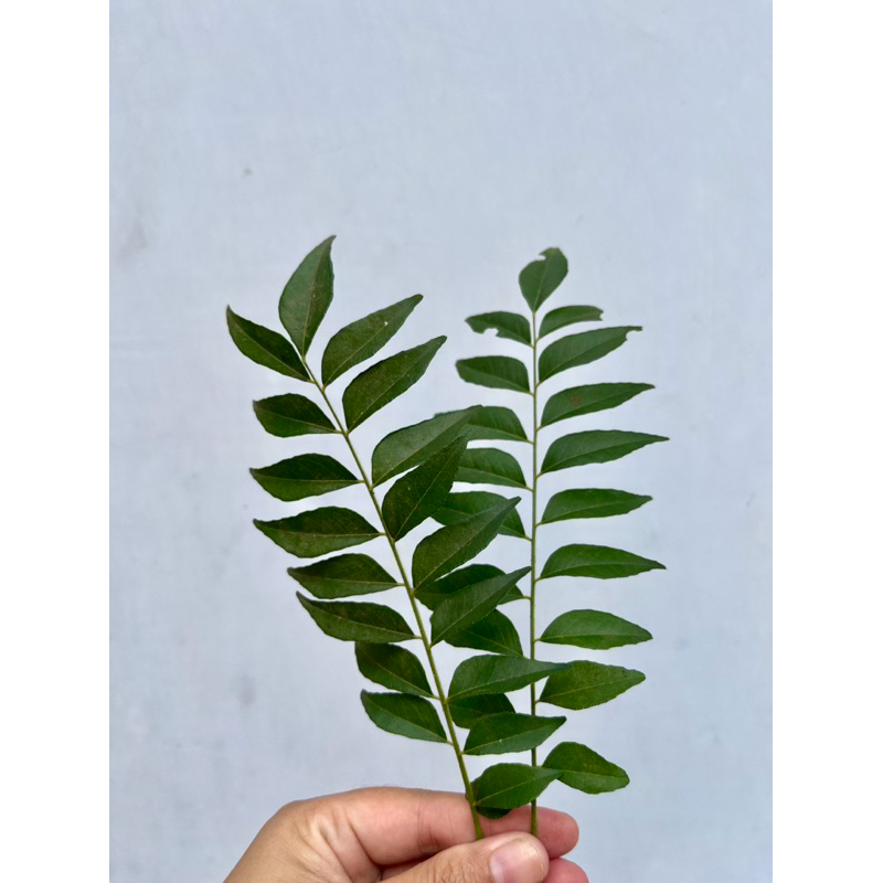 

Daun kari / Salam Koja / Korobelek Segar 15 Tangkai/ Kering 25 gram
