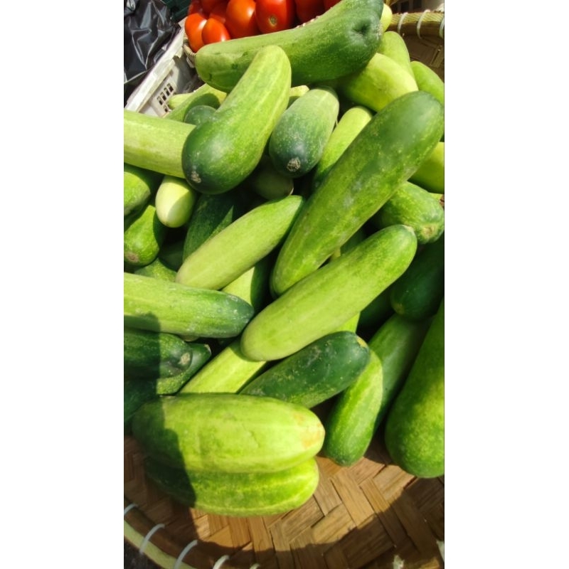

Mentimun langsung di kemas 1Kg