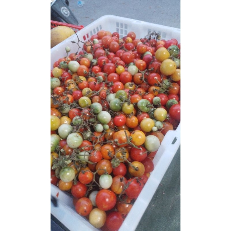 

rampai / rampay / cung / cungkediro 250gram